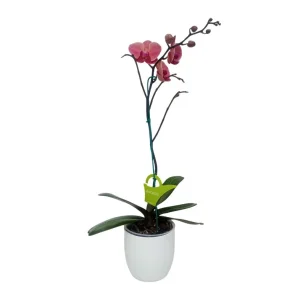Orquídea "Narbonne" con varas lateral