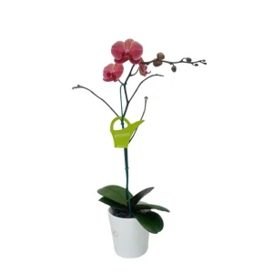 Orquídea "Narbonne" Mediana con varas laterales