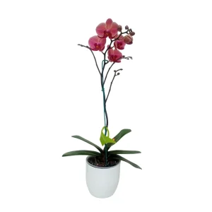 Orquídea "Narbonne" con varas lateral