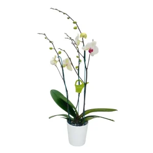 Orquídea "Toronto" 3 varas Super Premium