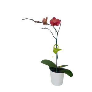 Orquídea "Narbonne" Mediana