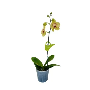 Orquídea "Pescara" Mediana