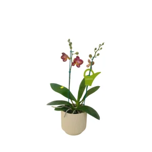 Mini Orquídea "Strawberry Cake" 2 varas