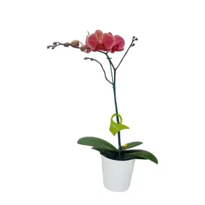 Orquídea "Narbonne" Mediana