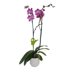 Orquídea "Tigris" 2 Varas Premium