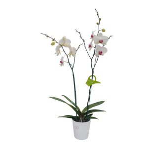 Orquídea "Toronto" 2 Varas Premium