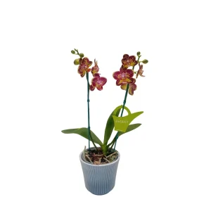 Mini Orquídea "Strawberry Cake" 2 varas