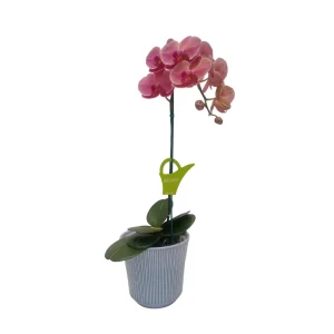 Orquídea "Narbonne" Mediana