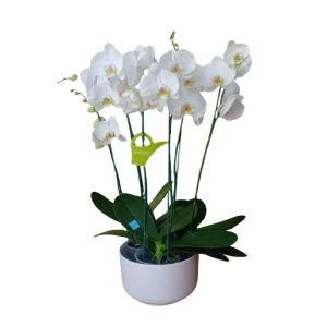 Arreglo "CAMBRIDGE" 3 Orquideas