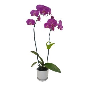 Orquídea "Buffalo" 2 Varas