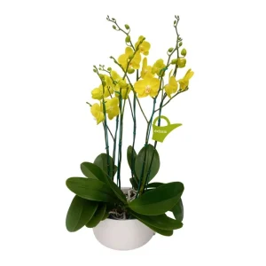 Arreglo "SAVONA" 3 Orquideas