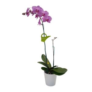 Orquídea «Minneapolis» Mediana