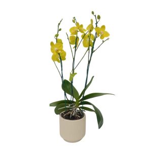 Orquidea ¨SUMMER LIGHT¨ 3 Varas Premium