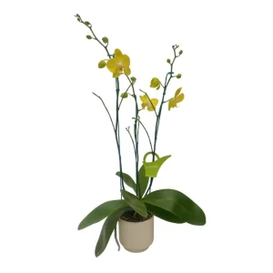 Orquidea ¨SUMMER LIGHT¨ 3 Varas Premium