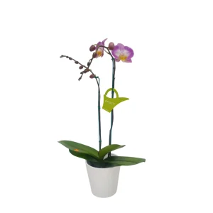 Orquídea "SUNCA" 2 varas
