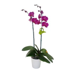 Orquídea "STELLENBOSCH" 2 varas