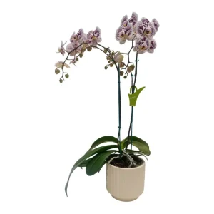 Orquidea "Blanes" 2 Varas Premium