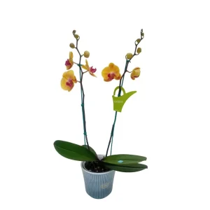 Orquídea "Khaosiung" 2 varas
