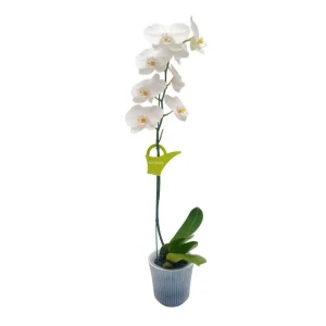 Orquídea "Cambridge" Mediana