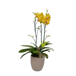 Orquidea "FERLA" 3 varas Super Premium
