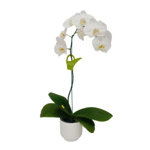 Orquídea "Cambridge" Mediana