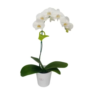 Orquídea "Cambridge" Mediana