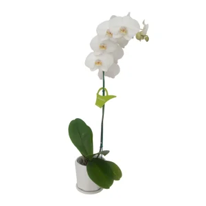 Orquídea "Cambridge" Mediana