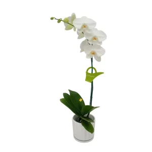Orquídea "Cambridge" Mediana