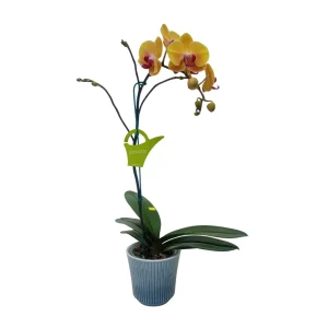 Orquídea "Khaosiung" Mediana