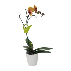 Orquídea "Khaosiung" Mediana