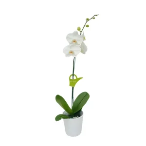 Orquídea "Cambridge" Mediana