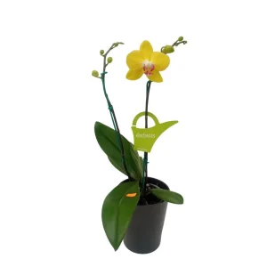 Orquidea "FERLA" 2 Varas