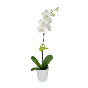 Orquídea "Cambridge" Mediana