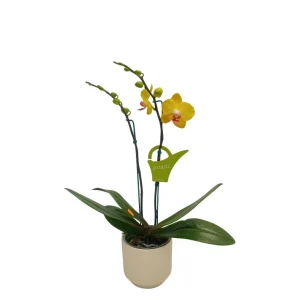 Orquidea "FERLA" 2 Varas