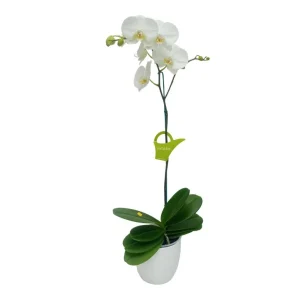 Orquídea "Cambridge" Mediana