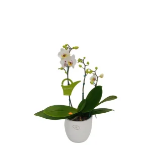Mini Orquidea ¨Presto Darling¨ 3 varas