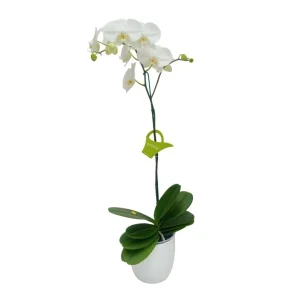 Orquídea "Cambridge" Mediana