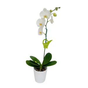 Orquídea "Cambridge" Mediana