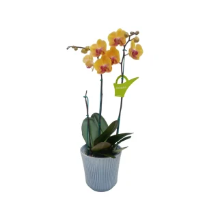 Orquídea "Khaosiung"3 varas Premium
