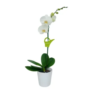 Orquídea "Cambridge" Mediana