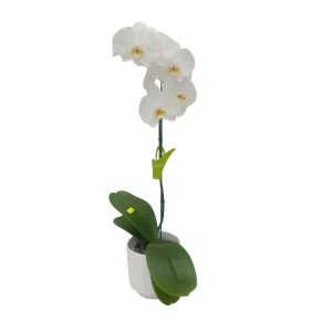 Orquídea "Cambridge" Mediana