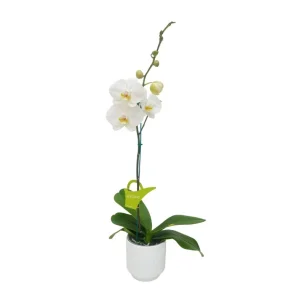 Orquídea "Cambridge" Mediana