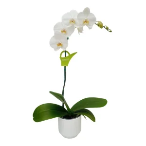 Orquídea "Cambridge" Mediana