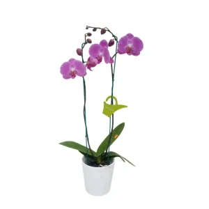 Orquídea "Rosada" 2 Varas