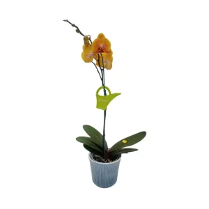 Orquídea «Khaosiung» Mediana