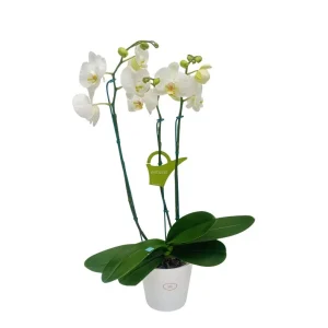 Orquidea "Cambridge" 3 Varas Super Premium