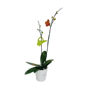 Orquídea "Bologna" 2 Varas