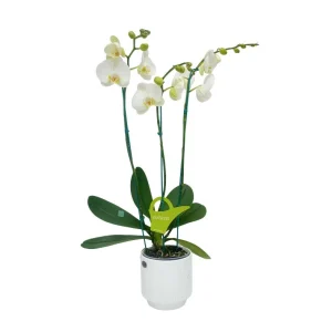 Orquidea "Cambridge" 3 Varas Super Premium