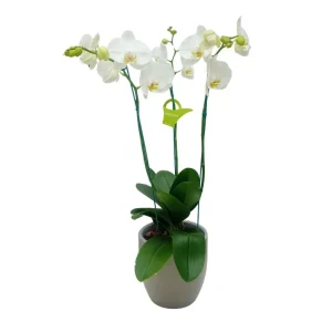 Orquidea "Cambridge" 3 Varas Super Premium