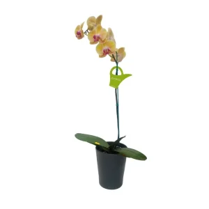 Orquídea «Khaosiung» Mediana